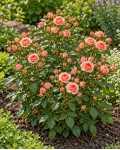Spray Rose Teresa цвітіння